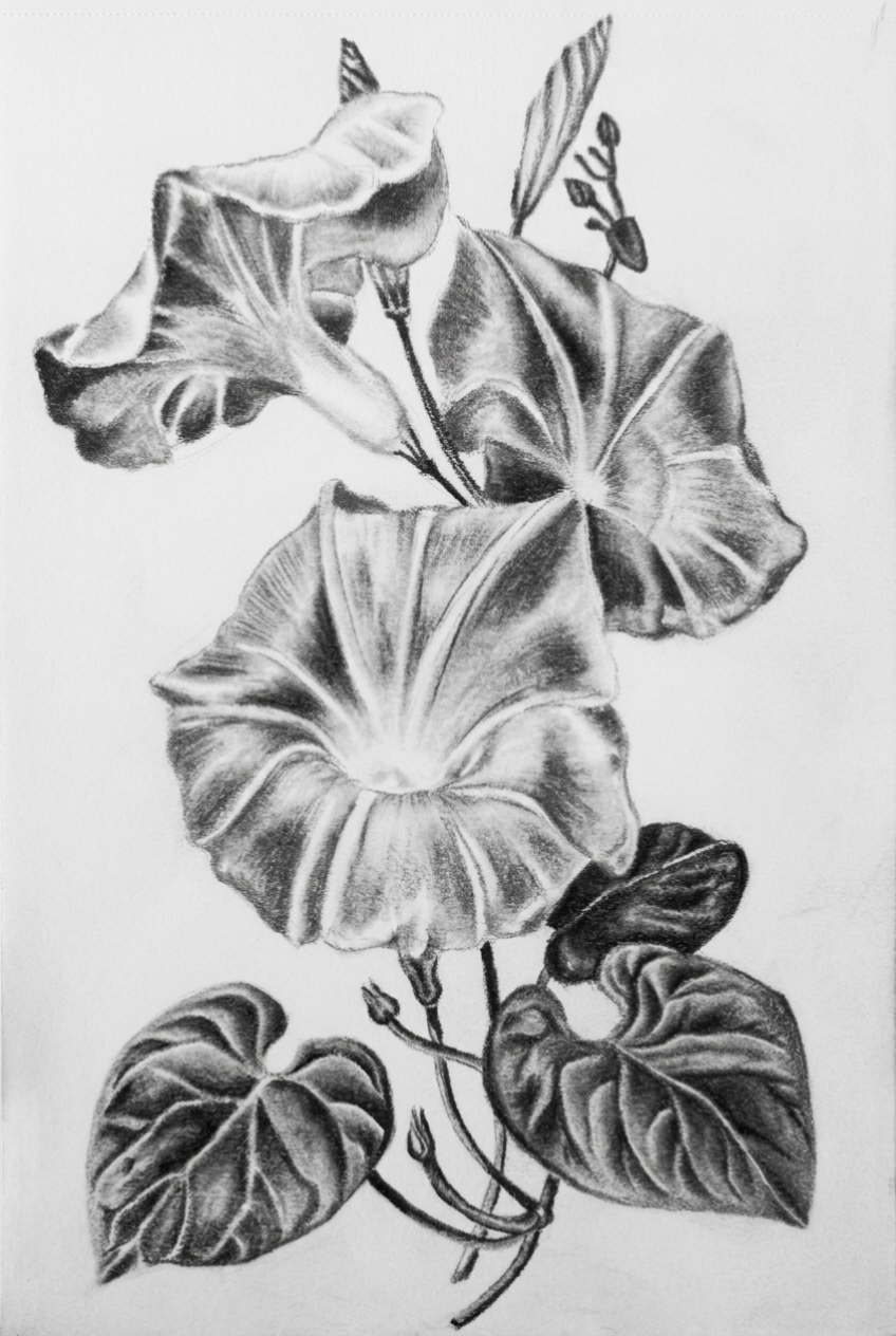 Graphite pencil drawing of three morning glory flowers on white paper
