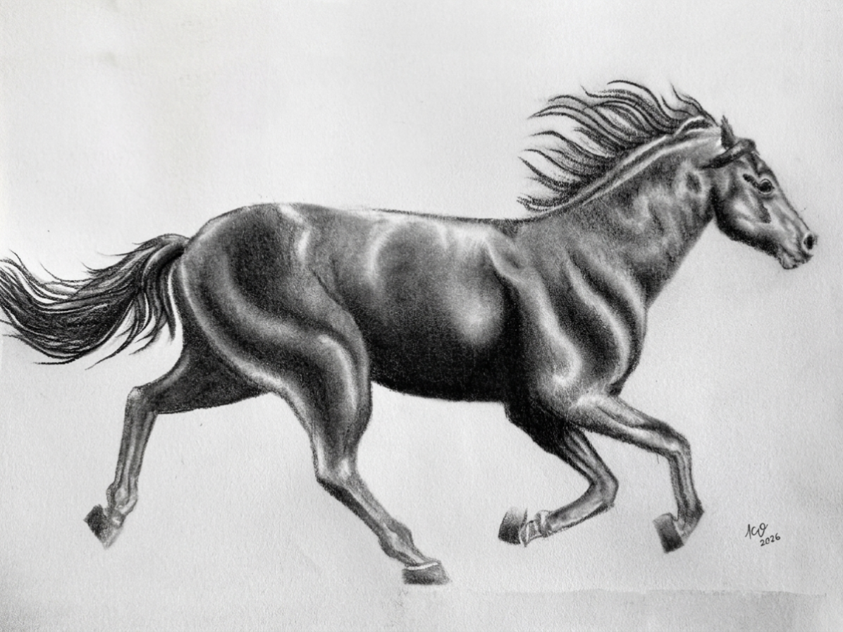 Graphite pencil drawing of a horse in full gallop with flowing mane and tail