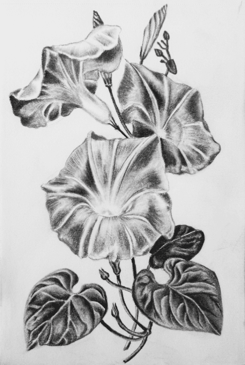 Graphite pencil drawing of three morning glory flowers on white paper